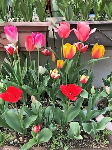 並ぶ姿が可愛いチューリップ レジ袋の簡単な開け方 ありふれた毎日