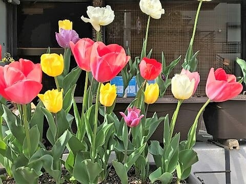 並ぶ姿が可愛いチューリップ レジ袋の簡単な開け方 ありふれた毎日