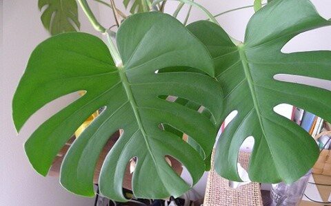 モンステラの植え替えと鉢選び ありふれた毎日