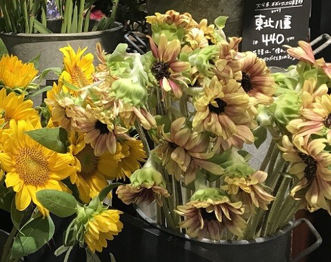 赤白黄色のひまわり : ありふれた毎日