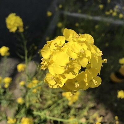 黄色の花を集めながら 花の名前について思うこと ありふれた毎日