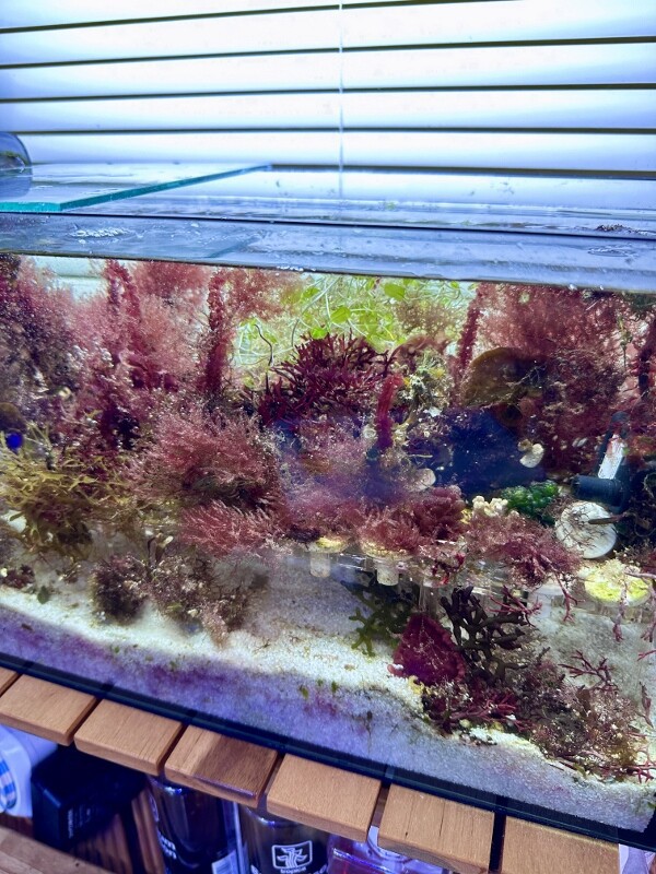 全19器公開！〜海藻レイアウト水槽＆マリンボトル 〜 : SONOアクア