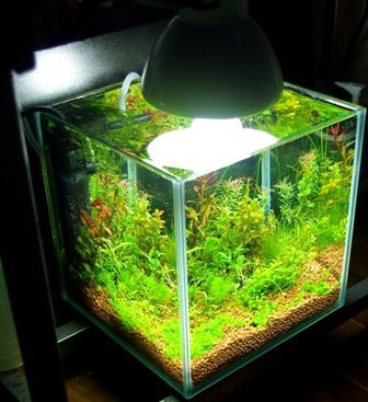 小型水槽用照明のアイデア Sonoアクアプランツファーム水草情報局