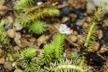 水草の 花 図鑑 マヤカ科 Sonoアクアプランツファーム水草情報局