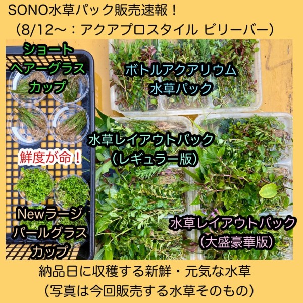 Sono水草パック販売速報 21 8 12 アクアプロスタイル ビリーバー Sonoアクアプランツファーム水草情報局