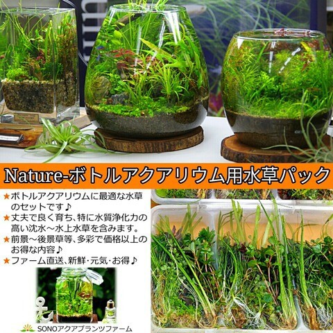 SONO水草パック販売速報！(2025年4/19：AQUAism 東京浅草) : SONO