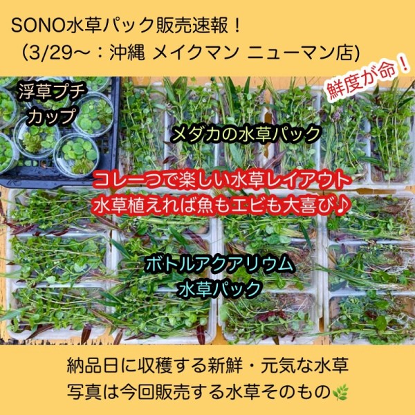 Sono水草パック販売速報 22 3 29 メイクマン ニューマン店 Sonoアクアプランツファーム水草情報局