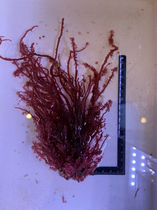 苦労が詰まった紅藻 : SONOアクアプランツファーム水草・海藻情報局