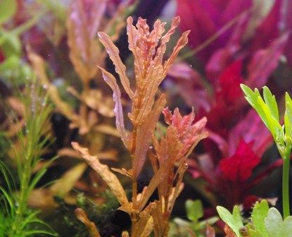 水草も眠る 水草の睡眠運動 Sonoアクアプランツファーム水草情報局