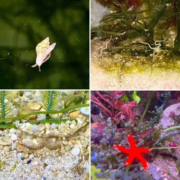 Sonoオススメ マリンボトルアクアリウムの資器材 Sonoアクアプランツファーム水草情報局