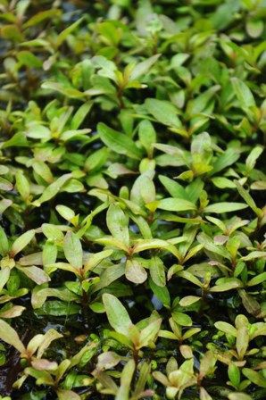 春の到来と水上葉水草 ハイグロフィラ類 Sonoアクアプランツファーム水草情報局 春の到来と水上葉水草 ハイグロフィラ類 Sonoアクアプランツファーム水草情報局