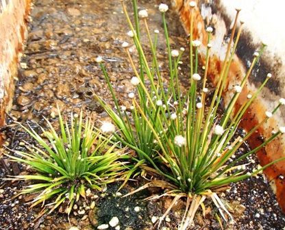 水草図鑑 『ホシクサ属の仲間 Eriocaulon sp．』 : SONOアクア