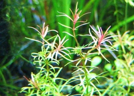 ◎玉　ロタラメキシカーナ・プレミアムレッド　2本 水草紹介ロタラ　メキシカーナ　プレミアムレッド