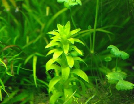 Ｑ.スターレンジに粒状の物が付いていますが、そのまま植えても大丈夫