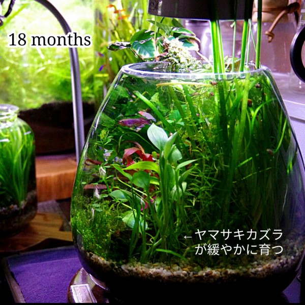 日本の職人技 ADA Do!aqua プラントグラス 直径20cm 直径20cm 水草 魚 