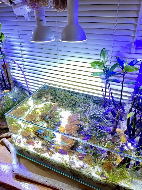 ろ材は信仰 : SONOアクアプランツファーム水草・海藻情報局 ろ材は信仰 : SONOアクアプランツファーム水草・海藻情報局