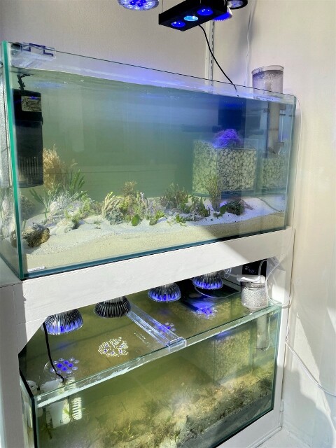海藻レイアウト水槽の作り方 Sono Method Marine Sonoアクアプランツファーム水草情報局 海藻レイアウト水槽の作り方 Sono Method Marine Sonoアクアプランツファーム水草情報局