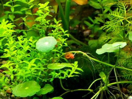 5 水草水槽において貝類 スネール は悪者か 当ファームのスネールに対するポリシー Sonoアクアプランツファーム水草情報局