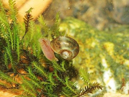 巻貝 キャラメル色 縞々貝殻 標本 水槽 アクアリウム 郷土品 アフリカ産 巻貝 キャラメル色 縞々貝殻 標本 水槽 アクアリウム 郷土品