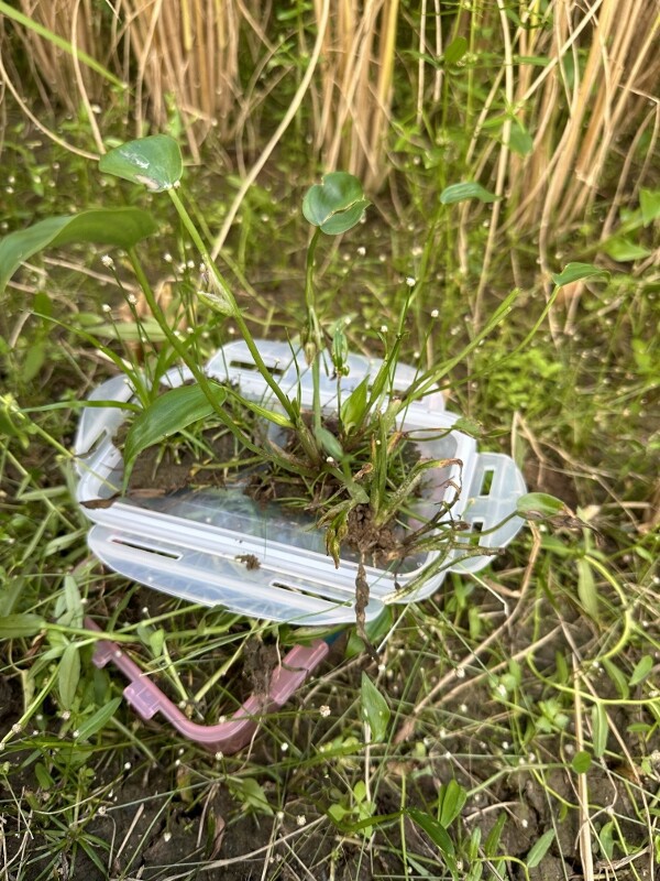 里山 Milky Way ～水田雑草～ : SONOアクアプランツファーム水草・海藻