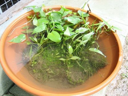 田んぼの植物でつくるミニビオトープ Sonoアクアプランツファーム水草情報局