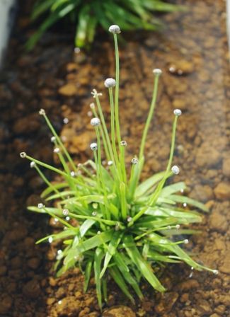 水草の 花 図鑑 ホシクサ科 Sonoアクアプランツファーム水草情報局