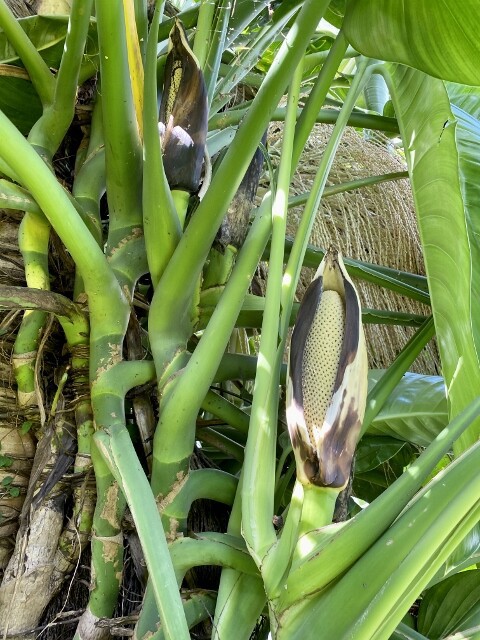 ついに咲いた！念願だったヤマサキカズラの開花と物語 : SONOアクア