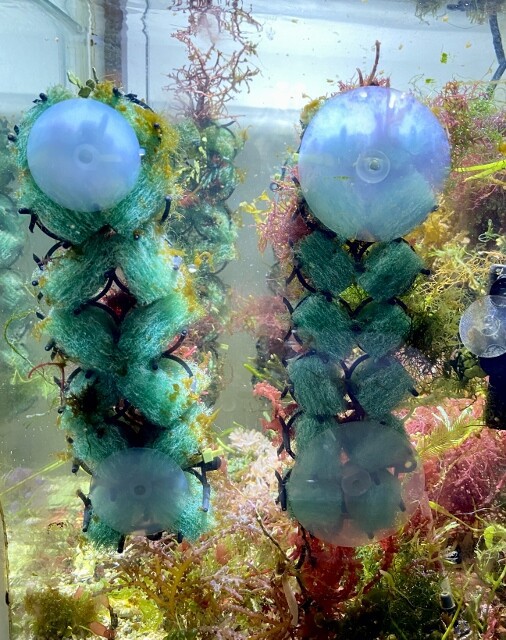 SONO育苗ブロックのその後（SONO Seeding Block） : SONOアクア