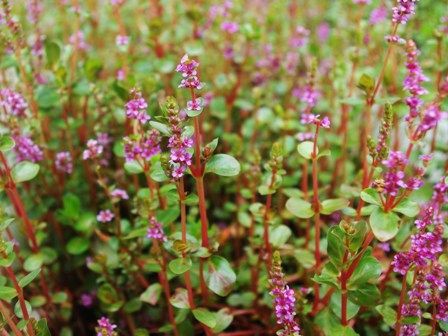 Q 花が咲いた水草はそのまま植えても良いのでしょうか Sonoアクアプランツファーム水草情報局