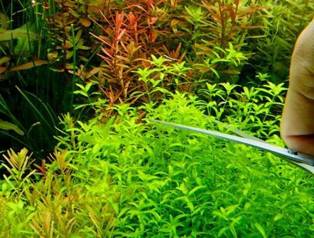 ｑ 有茎水草が伸び過ぎています どのようにトリミングをすればいいでしょうか Sonoアクアプランツファーム水草情報局