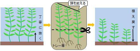 ｑ 有茎水草が伸び過ぎています どのようにトリミングをすればいいでしょうか Sonoアクアプランツファーム水草情報局