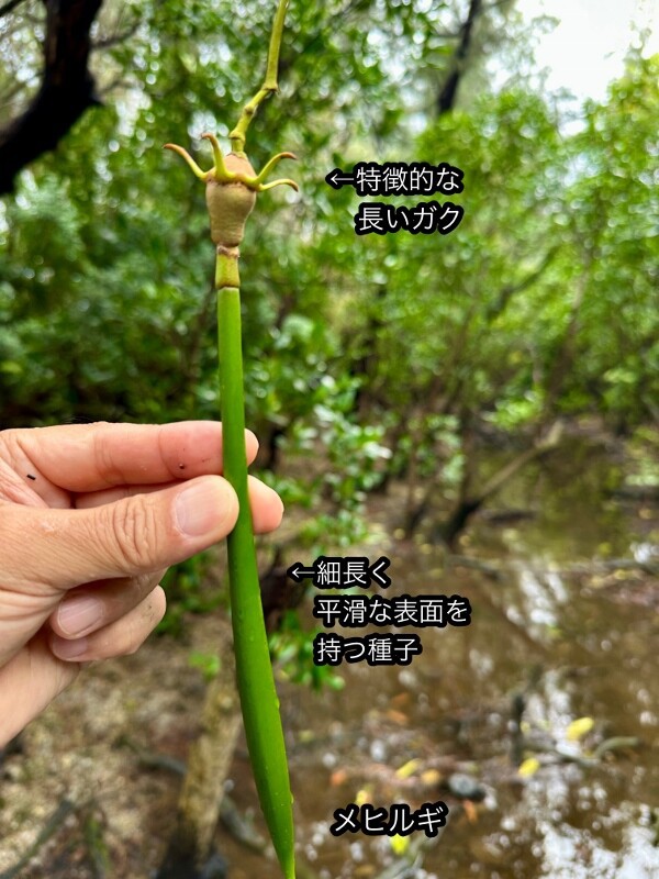 マングローブ樹の楽しみ方＆育て方 for アクアリウム : SONOアクア