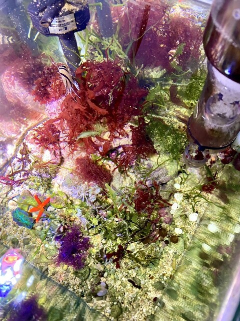 紅藻コレクション : SONOアクアプランツファーム水草・海藻情報局