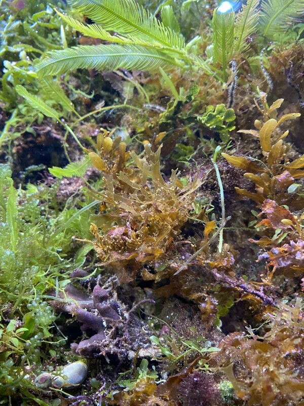 45cm海藻水槽 : SONOアクアプランツファーム水草・海藻情報局