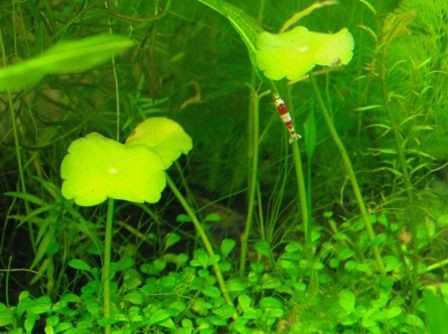 水草図鑑 ウォーターマッシュルーム ミニビオトープ編 Sonoアクアプランツファーム水草情報局