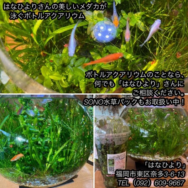 SONO水草パック販売速報！(2024年7/4～：福岡市 はなひより様) : SONO