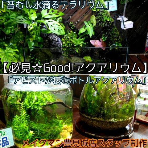 水草アソートパックの販売速報 メイクマン豊見城店 H30 10 12 Sonoアクアプランツファーム水草情報局