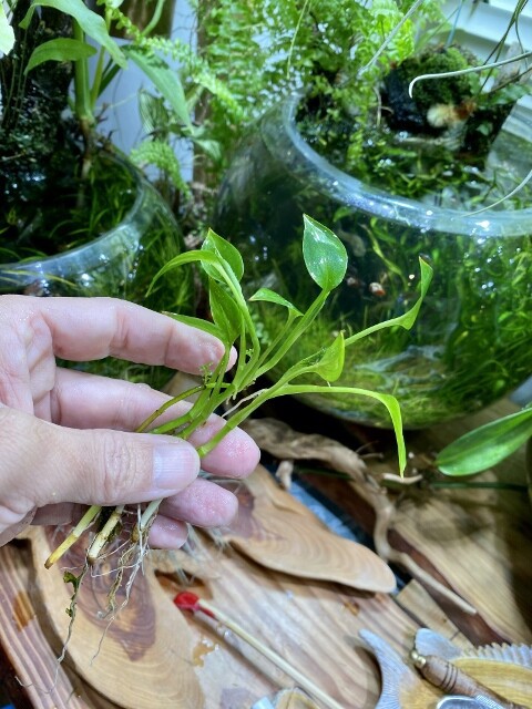ヤマサキカズラ Philodendoron sp. 【アクアフィールド】熱帯魚