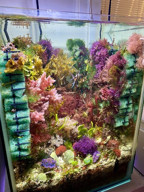 海藻Wallという新世界 〜海藻レイアウト水槽〜 : SONOアクアプランツ