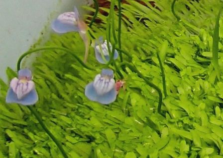 水草図鑑 ウォーターローン Utricularia Reticulata Sonoアクアプランツファーム水草情報局