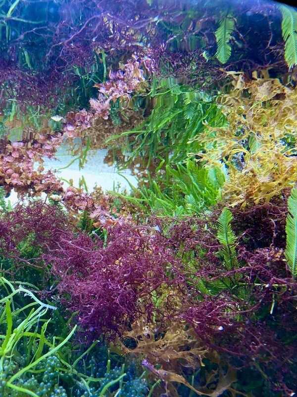 海藻セットとジュズフサノリ（小） 海藻セットとジュズフサノリ（小） CATEGORY Marineplants 海藻
