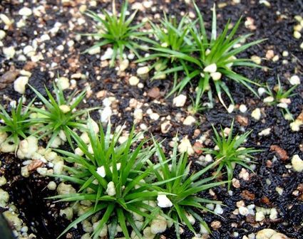 水草図鑑 『ホシクサ属の仲間 Eriocaulon sp．』 : SONOアクア