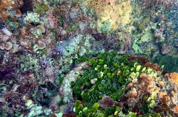 サンゴ礁海域の海藻 : SONOアクアプランツファーム水草・海藻情報局