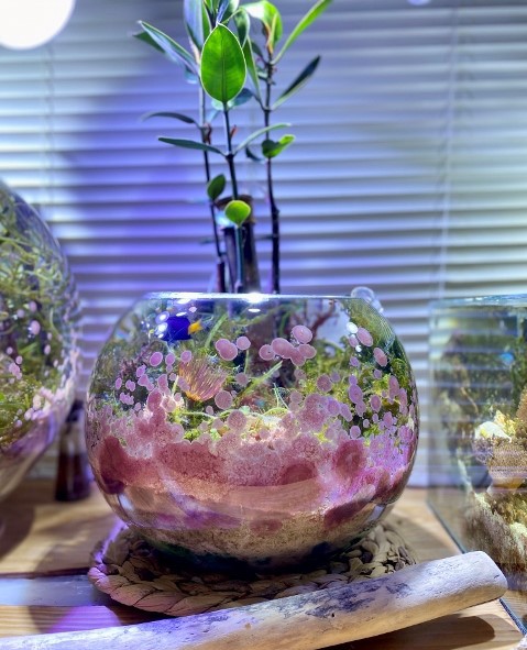 海藻石付！　海藻　セット　石灰藻　石　岩　海水　アクアリウム 水槽にこびりついた石灰藻の除去 | あくある～む417ブログのお部屋