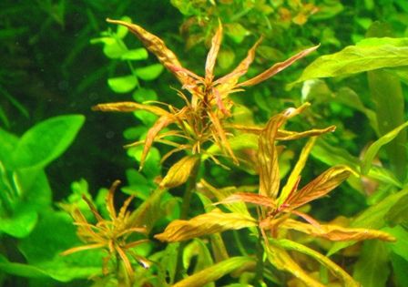 水草図鑑 パンタナル レッドピンネイト Ludwigia Inclinata Var Verticiliiata Sonoアクアプランツファーム水草情報局