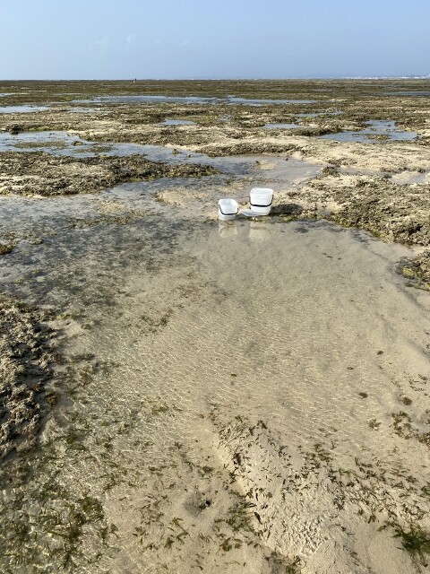 磯遊び 〜沖縄本島 4月の礁原〜 : SONOアクアプランツファーム水草・海藻情報局