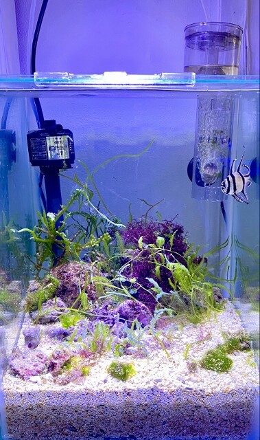 特注品　底面ろ過　底面濾過フィルター　海水魚　飼育　フィルター　底面 海水風レイアウト水槽立ちあげ サブに底面フィルター - YouTube