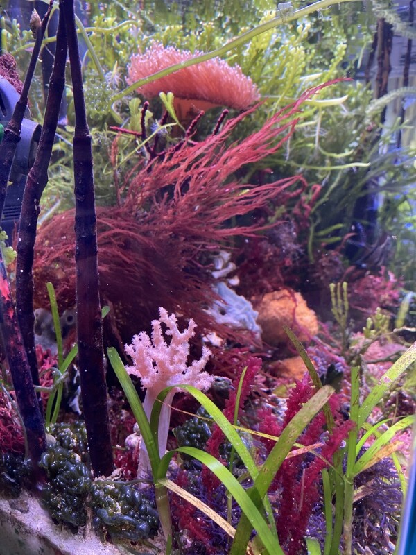 苦労が詰まった紅藻 : SONOアクアプランツファーム水草・海藻情報局