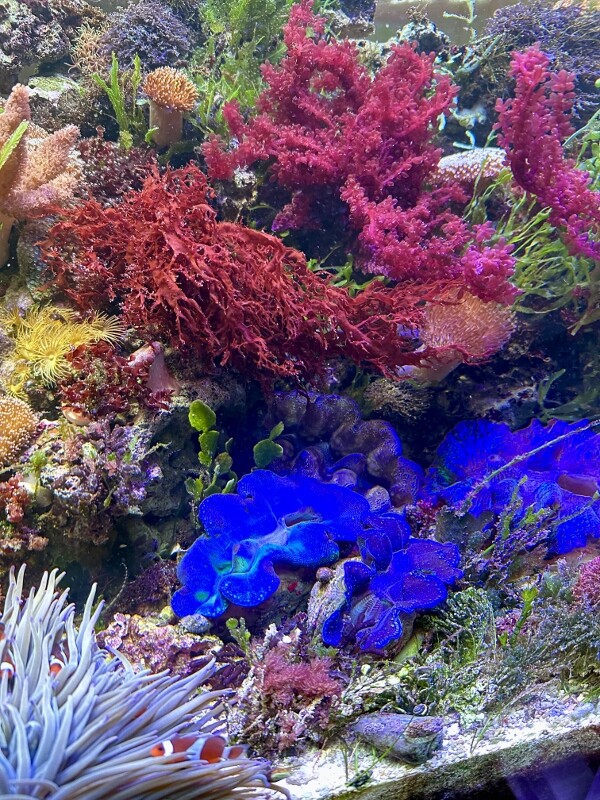 苦労が詰まった紅藻 : SONOアクアプランツファーム水草・海藻情報局