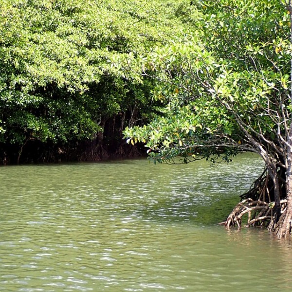 マングローブ樹の楽しみ方 育て方 For アクアリウム Sonoアクアプランツファーム水草情報局